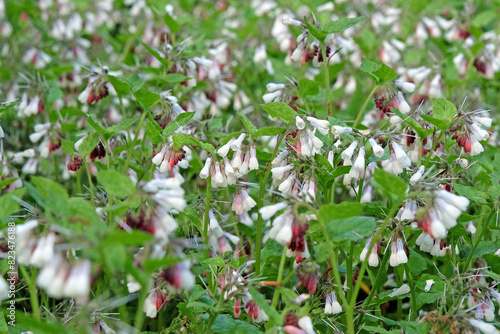 White and purple Symphytum officinale, also known as common comfrey, in flower.