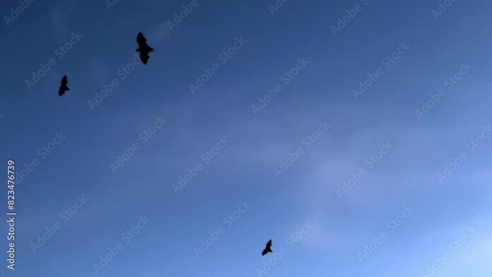 a group of silhouette bats flying through the evening sky a group of silhouette bats flying through the evening sky