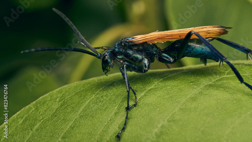 Una avispa caza tarantulas posada sobre una hoja verde. Pepsini