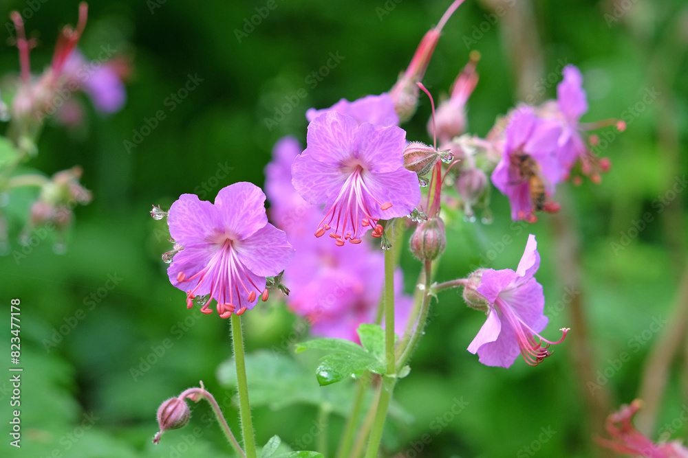 Dainty purple Geranium macrorrhizum ‘Bevan’s Variety’, also known as bigroot geranium, Bulgarian geranium, and rock crane’s bill in flower.