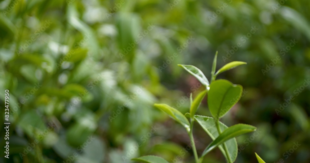 Green tea tree leaves field young tender bud herbal Green tea tree in camellia sinensis organic farm. Close up Fresh Tree tea plantations mountain green nature in herbal farm plant background morning