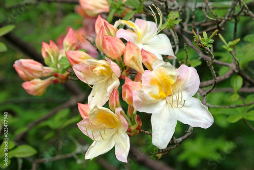 Cream and orange Rhododendron azalea ‘Silver Slipper’ in flower.