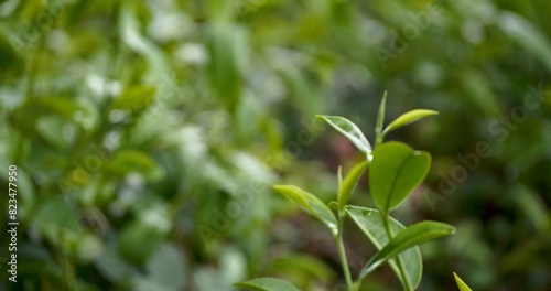 Green tea tree leaves field young tender bud herbal Green tea tree in camellia sinensis organic farm. Close up Fresh Tree tea plantations mountain green nature in herbal farm plant background morning