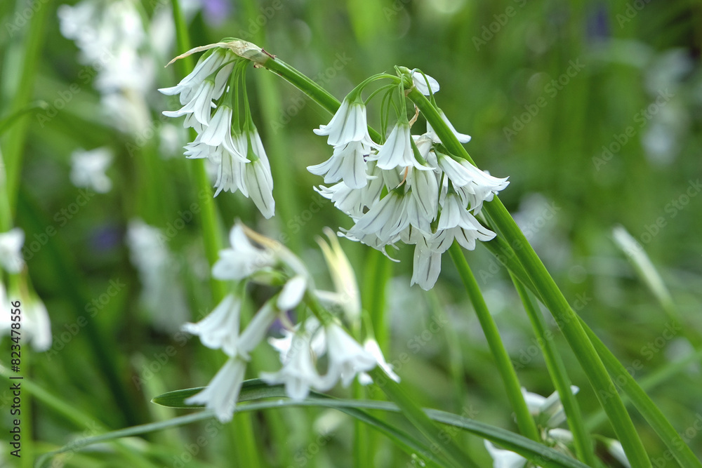 Dainty white Allium triquetrum, common names, Three Cornered Leek, snowbells, onion weed in flower. Dainty white Allium triquetrum, common names, Three Cornered Leek, snowbells, onion weed in flower.