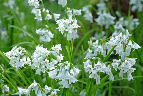 Dainty white Allium triquetrum, common names, Three Cornered Leek, snowbells, onion weed in flower. photo