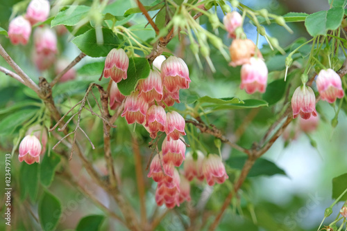 The pretty red flower bells of the Enkianthus campanulatus, commonly called redvein enkianthus ‘Victoria’ in flower.
