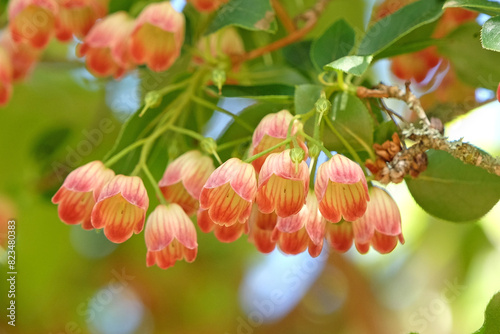 The pretty red flower bells of the Enkianthus campanulatus, commonly called redvein enkianthus ‘Victoria’ in flower. photo