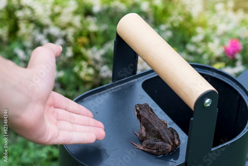 Common frog sitting on black watering can in garden and person’s hand that  reaches out towards it, frog on a gardening equipment, wild animal, amphibian concept