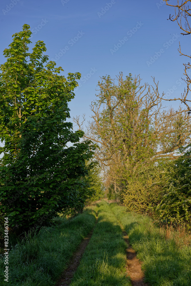 A straight hidden Path or Track between Field margins near to the Village of Memus in the Strathmore Valley, with small trees and bushes beside it. A straight hidden Path or Track between Field margins near to the Village of Memus in the Strathmore Valley, with small trees and bushes beside it.