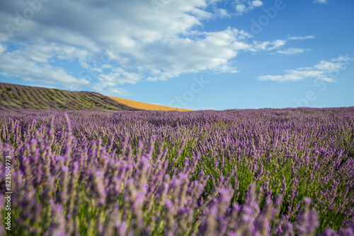 Lavender flower blooming fields