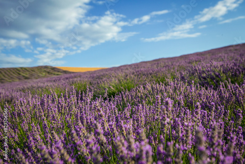 Lavender flower blooming fields