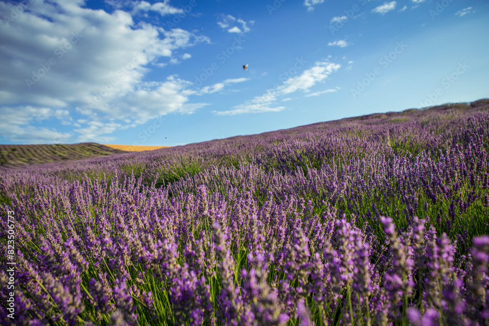 Naklejka premium Lavender flower blooming fields