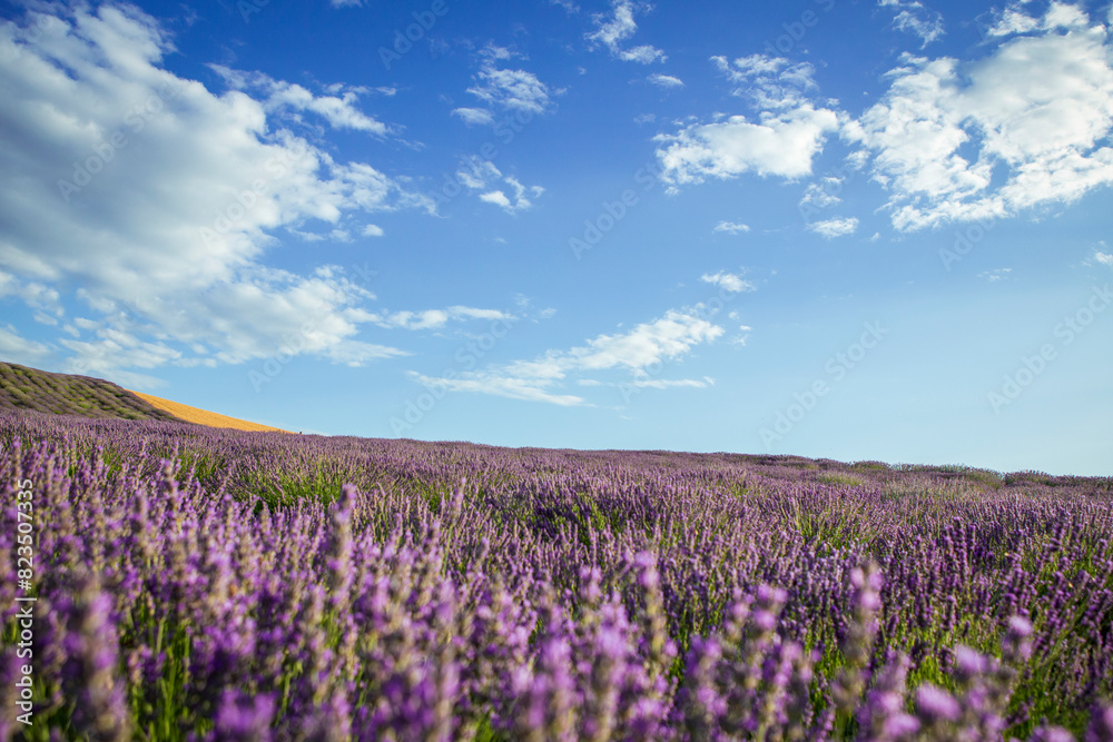 Lavender flower blooming fields