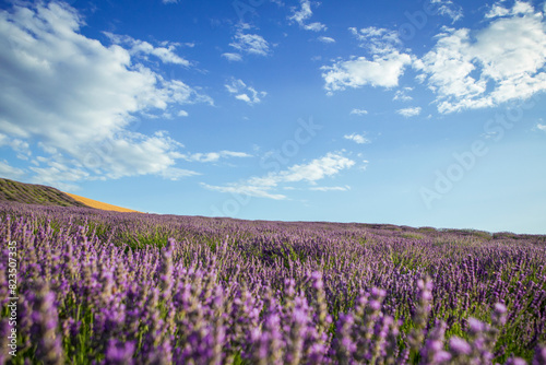 Lavender flower blooming fields