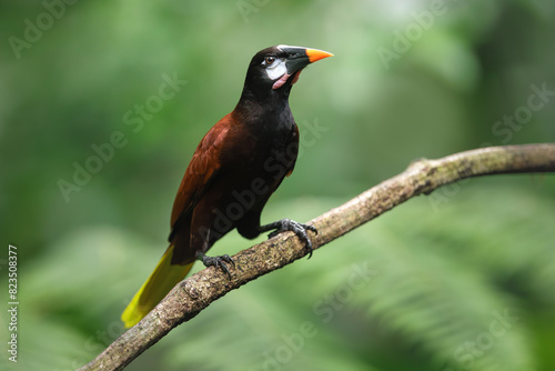 Wildlife Costa Rica. Montezuma Oropendola, Psarocolius montezuma, portrait of exotic bird from Costa Rica, brown bird with black head and orange bill. Perched bird in natural habitat.
 photo