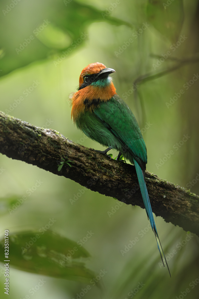 Fototapeta premium Broad-billed Motmot, Electron platyrhynchum, beautiful orange-green colored bird. Bird in the jungle of Costa Rica.