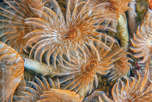 Schizobranchia insignis ,marine,feather duster worm. photo