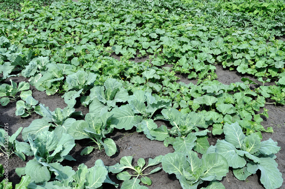 organically cultivated various vegetables in the vegetable garden, summertime organically cultivated various vegetables in the vegetable garden, summertime