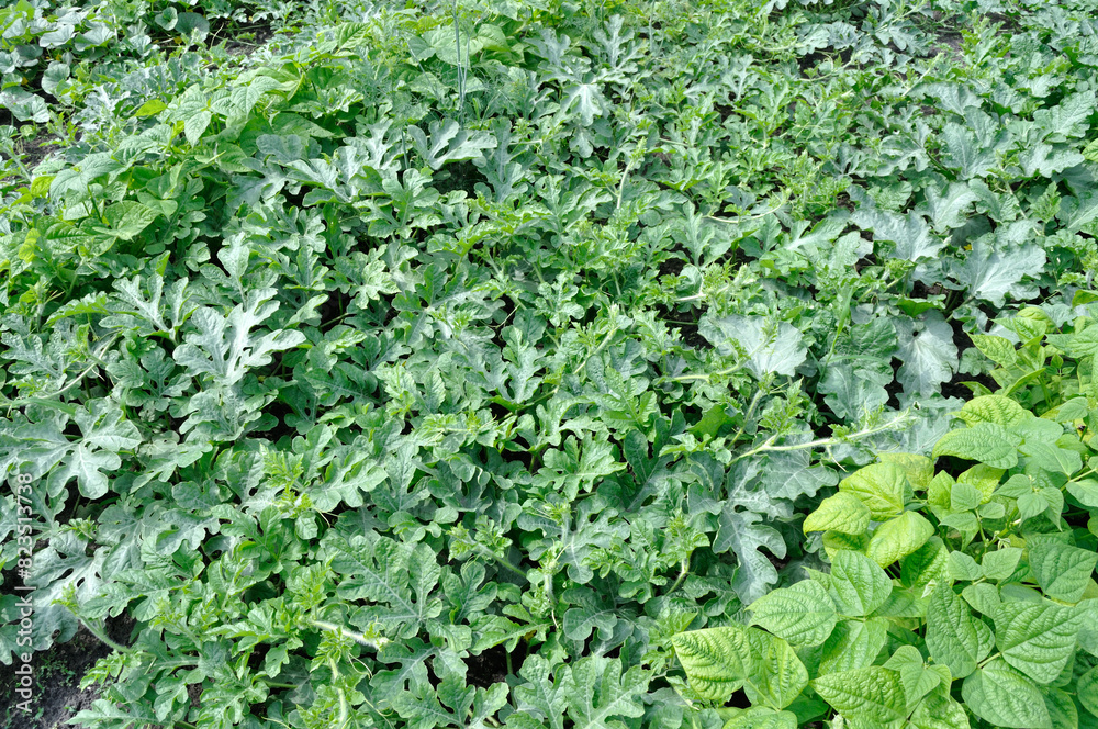 organically cultivated various vegetables  in the vegetable garden, summertime