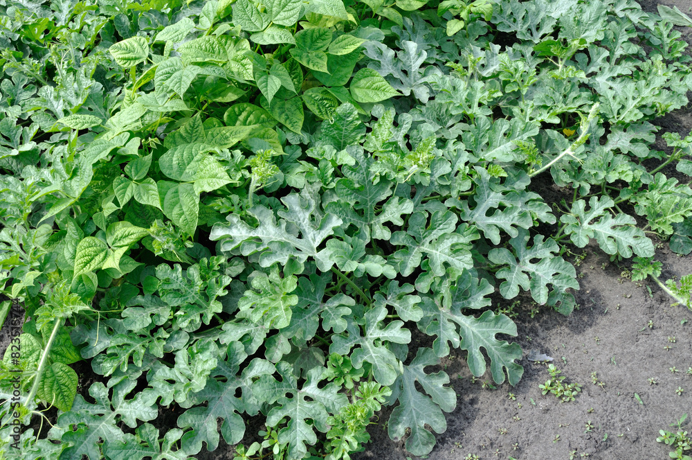 organically cultivated various vegetables  in the vegetable garden, summertime