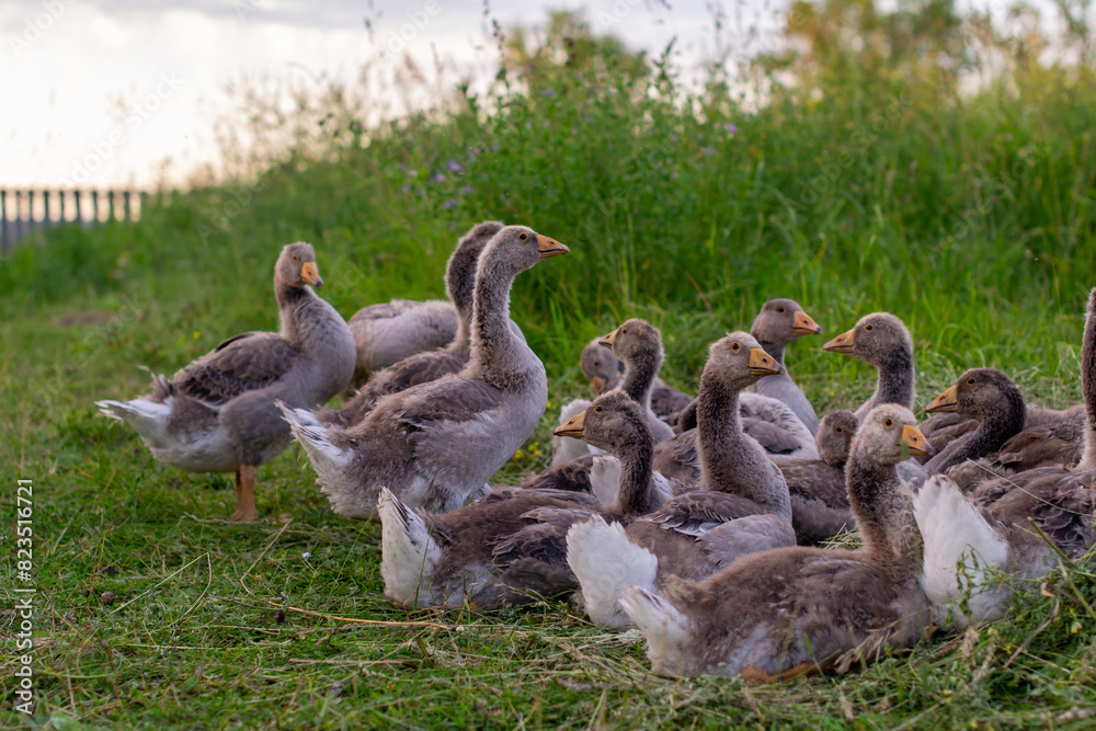 Domestic gray geese graze freely on the lawn in the evening Domestic gray geese graze freely on the lawn in the evening