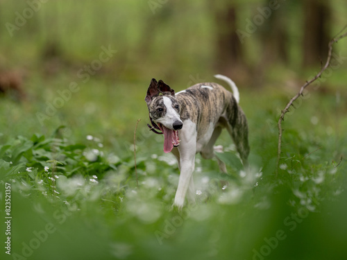 Fotografija Cute dark brindle and white whippet with brown eyes walking in the forest with h