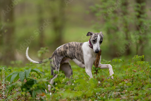 Bild auf Leinwand Cute dark brindle and white whippet with brown eyes playing with a wooden stick