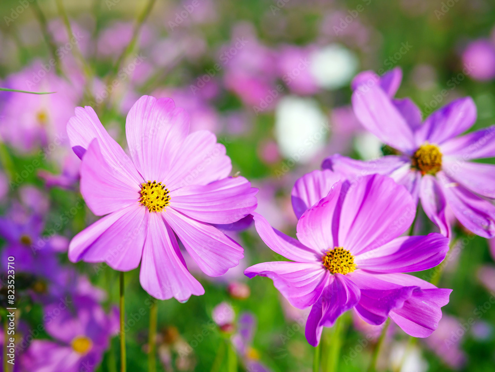Close-up of beautiful cosmos flowers at cosmos field in moring sunlight. amazing of close-up of cosmos flower. nature flower background. Close-up of beautiful cosmos flowers at cosmos field in moring sunlight. amazing of close-up of cosmos flower. nature flower background.