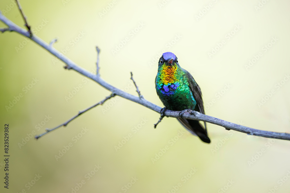 Fiery-throated Hummingbird, Panterpe insignis, shiny colorful bird. Wildlife scene from tropical forest. Mountain bird from Costa Rica. Fiery-throated Hummingbird, Panterpe insignis, shiny colorful bird. Wildlife scene from tropical forest. Mountain bird from Costa Rica.