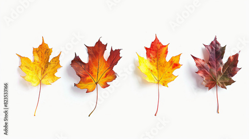Set of four dry colorful natural swirling autumn maple