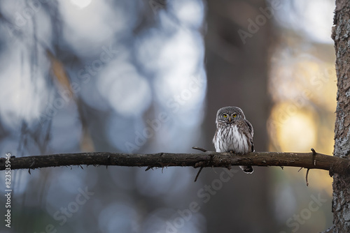 Eurasian Pygmy Owl, Glaucidium passerinum, sitting on tree branch in the forest. Eurasian tinny bird in natural habitat. Wildlife scene in nature.  Forest background. photo