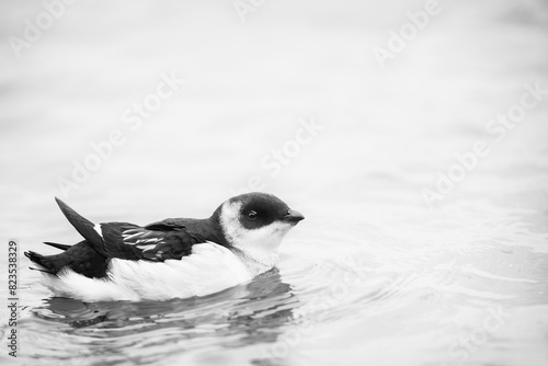 Little auk, Alle alle, in the water.  Natural habitat. The Little Auk is the most abundant seabird in the Arctic. Europe photo