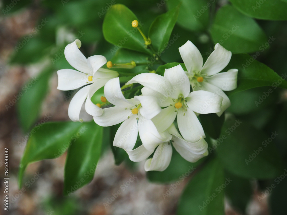 white jasmine and falling on ground great background 