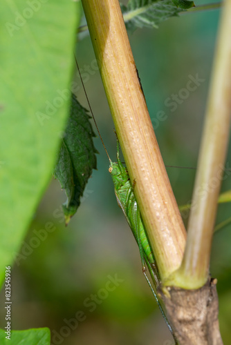 Green grasshoper sitting on a green leaf macro photography in summertime. Common field grasshopper sitting on a plant in summer day close-up photo. Macro insect on a green background.