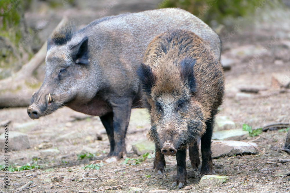 Wildschwein in freier Natur im Fruehling . Wildschwein in freier Natur im Fruehling .
