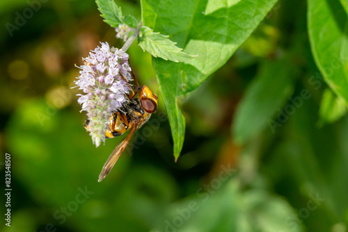 A hoverfly insect sits on a purple flower macro photography on a summer sunny day. Flower flies sits on a blooming mint plant close-up photo in the summer.	
