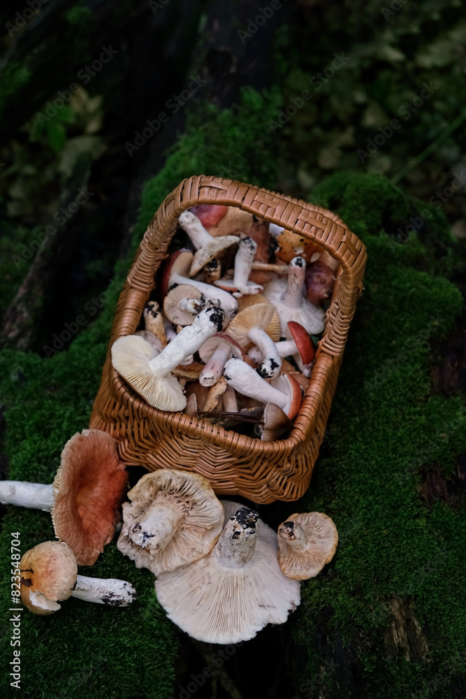 Wicker basket with fresh edible mushrooms outdoor, abstract forest background. Beautiful image of wild nature. autumn harvest season, picking fungi. wild Forest aesthetics. top view