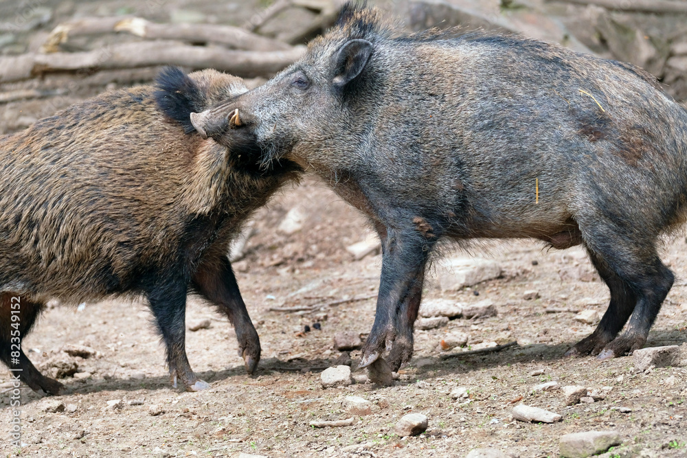 Wildschwein in freier Natur im Fruehling . Wildschwein in freier Natur im Fruehling .