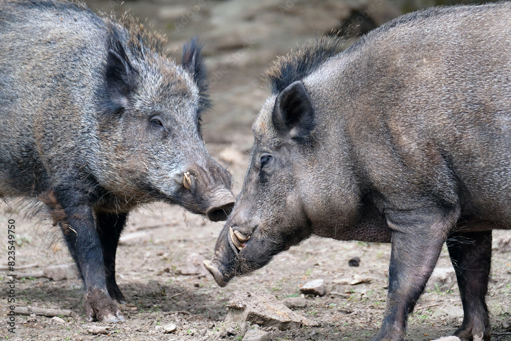Wildschwein in freier Natur im Fruehling . Wildschwein in freier Natur im Fruehling .