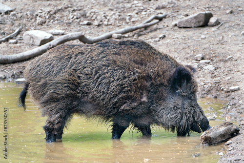Wildschwein in freier Natur im Fruehling . photo