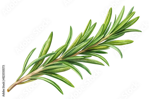 Single rosemary isolated on transparent background
