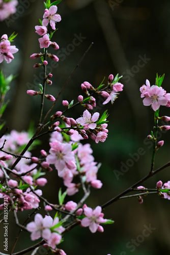 Wallpaper Mural 봄, 분홍색 꽃 Torontodigital.ca