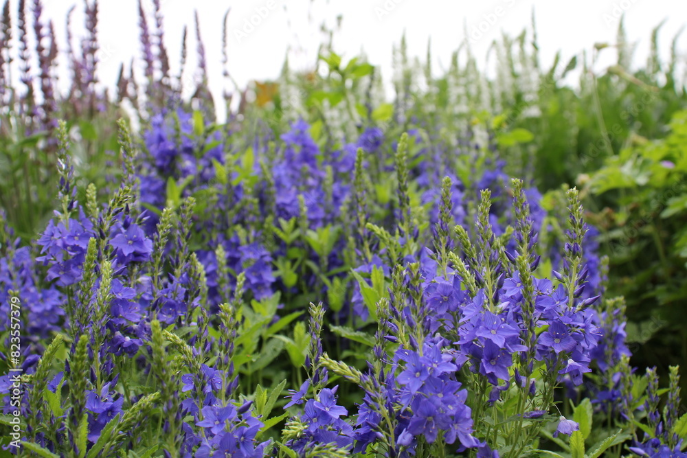 Obraz premium Blumen im Park