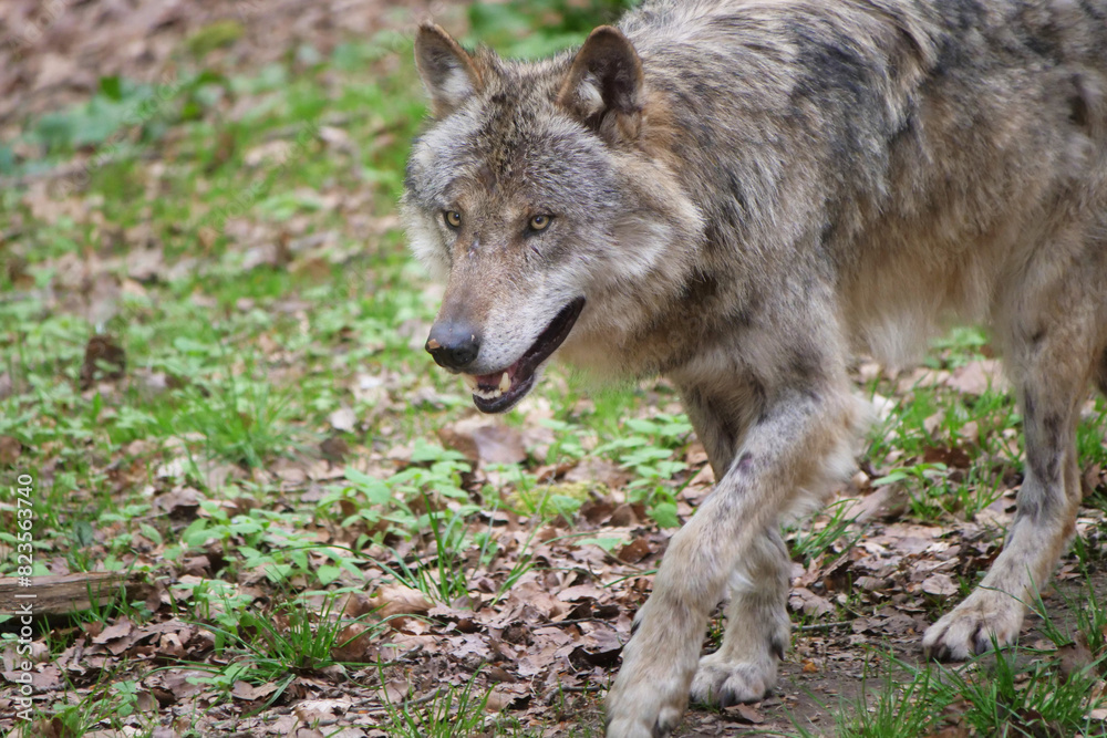 Fototapeta premium Wolf_Europaeischer Grauwolf in Aktion