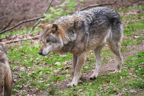 Wolf_Europaeischer Grauwolf in Aktion