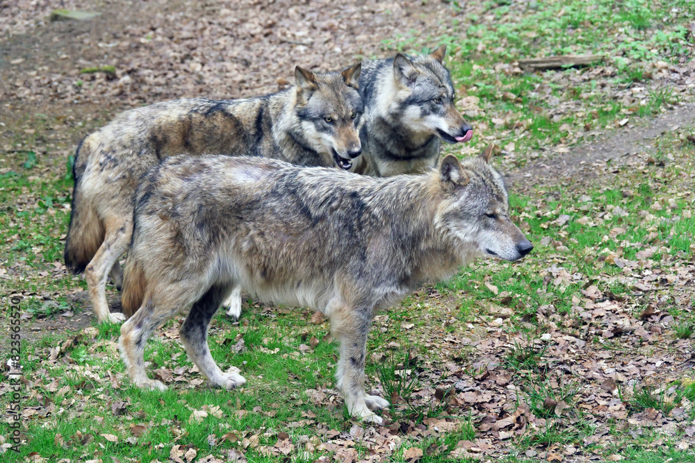 Fototapeta premium Wolf_Europaeischer Grauwolf in Aktion