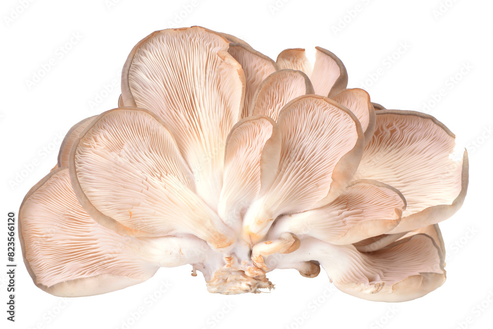 Mushrooms oyster isolated on white background Mushrooms oyster isolated on white background
