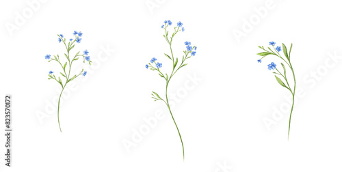 Small tiny white blue flowers forget me not meadow herbs floral botanical wedding design watercolor ecological illustration set clipart