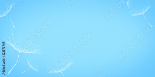 Flying white dandelion seeds on blue background. Copy space