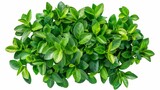 Aerial view of Kluay Hak Mook plant, vibrant green leaves, detailed textures, white isolated background, photorealistic, sharp and clear edges